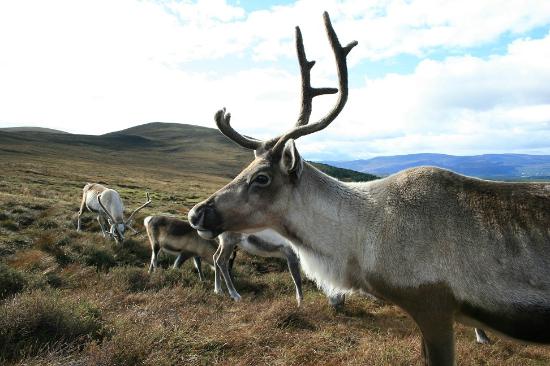 Cairngorm Reindeer Centre