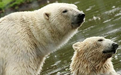 Highland Wildlife Park