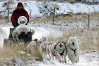 Cairngorm Sled Dog Centre
